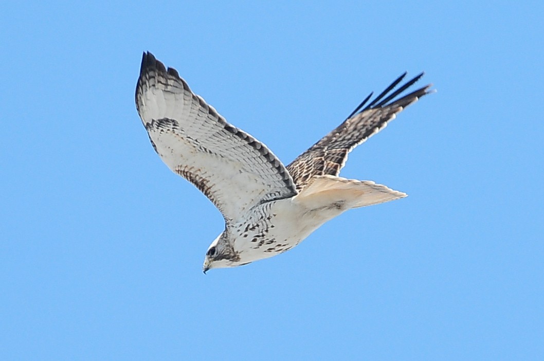 Red-tailed Hawk - ML49386231