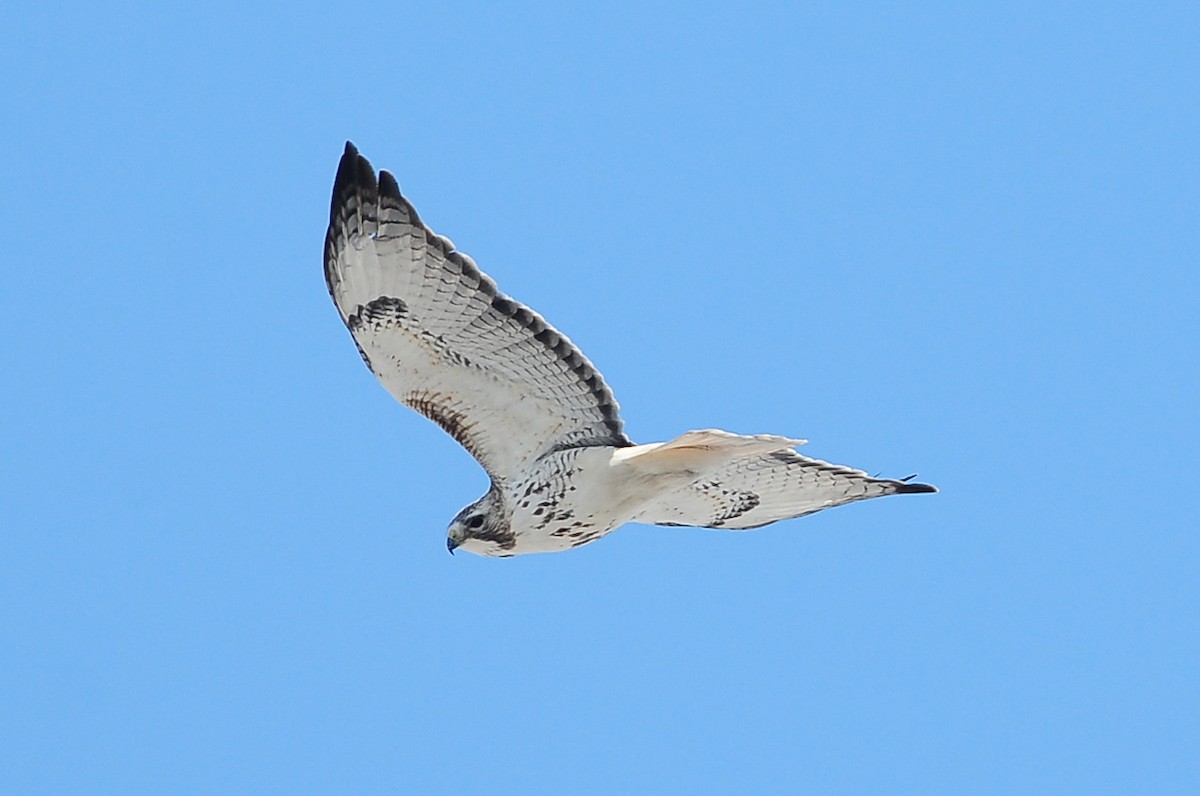 Red-tailed Hawk - ML49386241