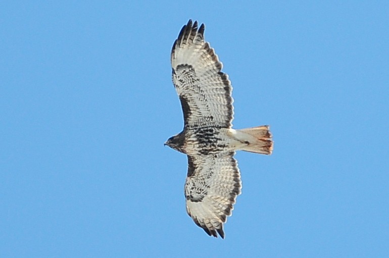 Red-tailed Hawk (abieticola) - ML49386461