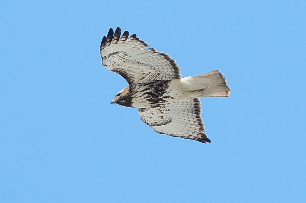 Red-tailed Hawk (abieticola) - ML49386571