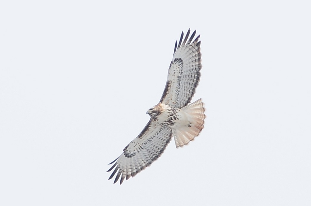 Red-tailed Hawk - ML49386811