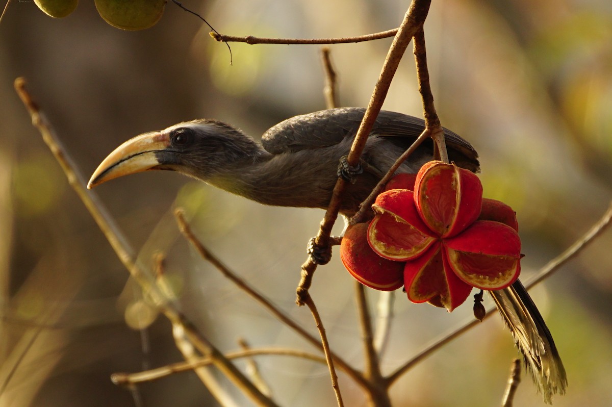 Malabar Gray Hornbill - Nevine Jacob