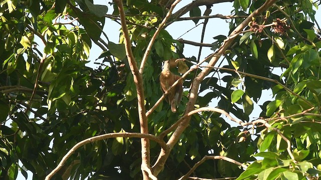 Tawny-breasted Honeyeater - ML493873421