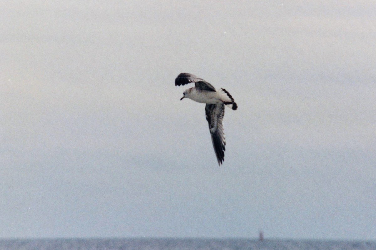 Common Gull (European) - Rex Stanford