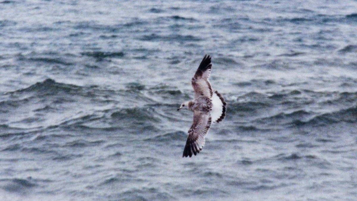 Common Gull (European) - ML49387661
