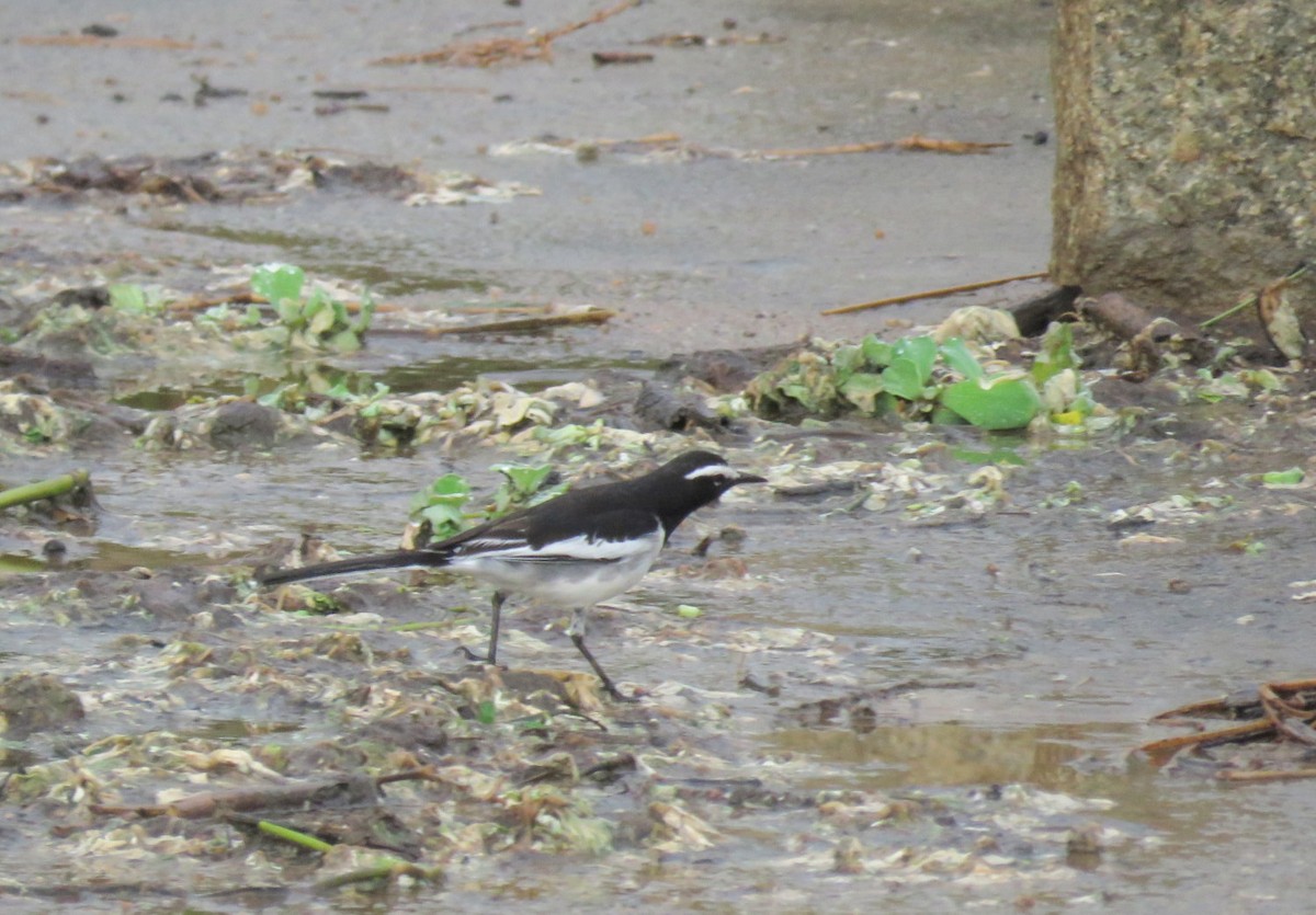 White-browed Wagtail - ML493885351