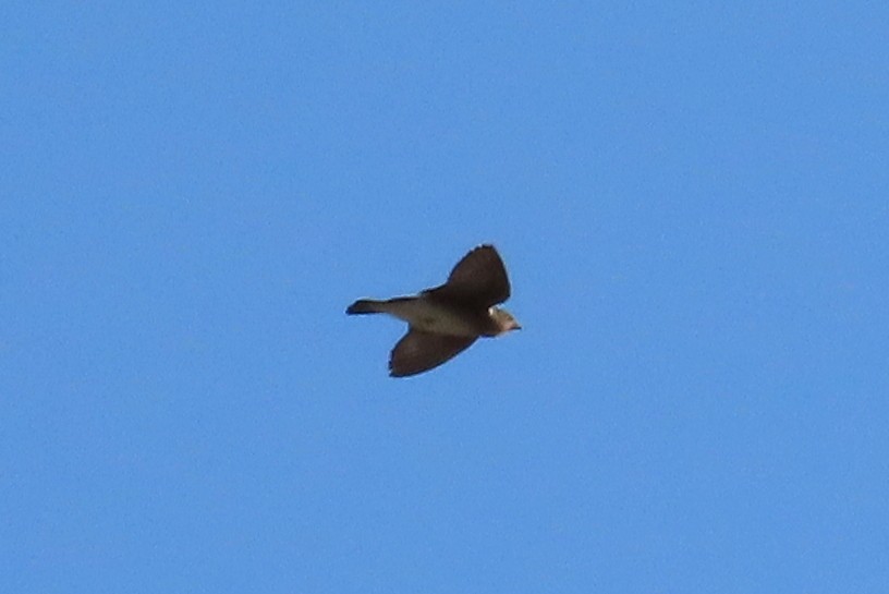 Northern Rough-winged Swallow - ML493886661