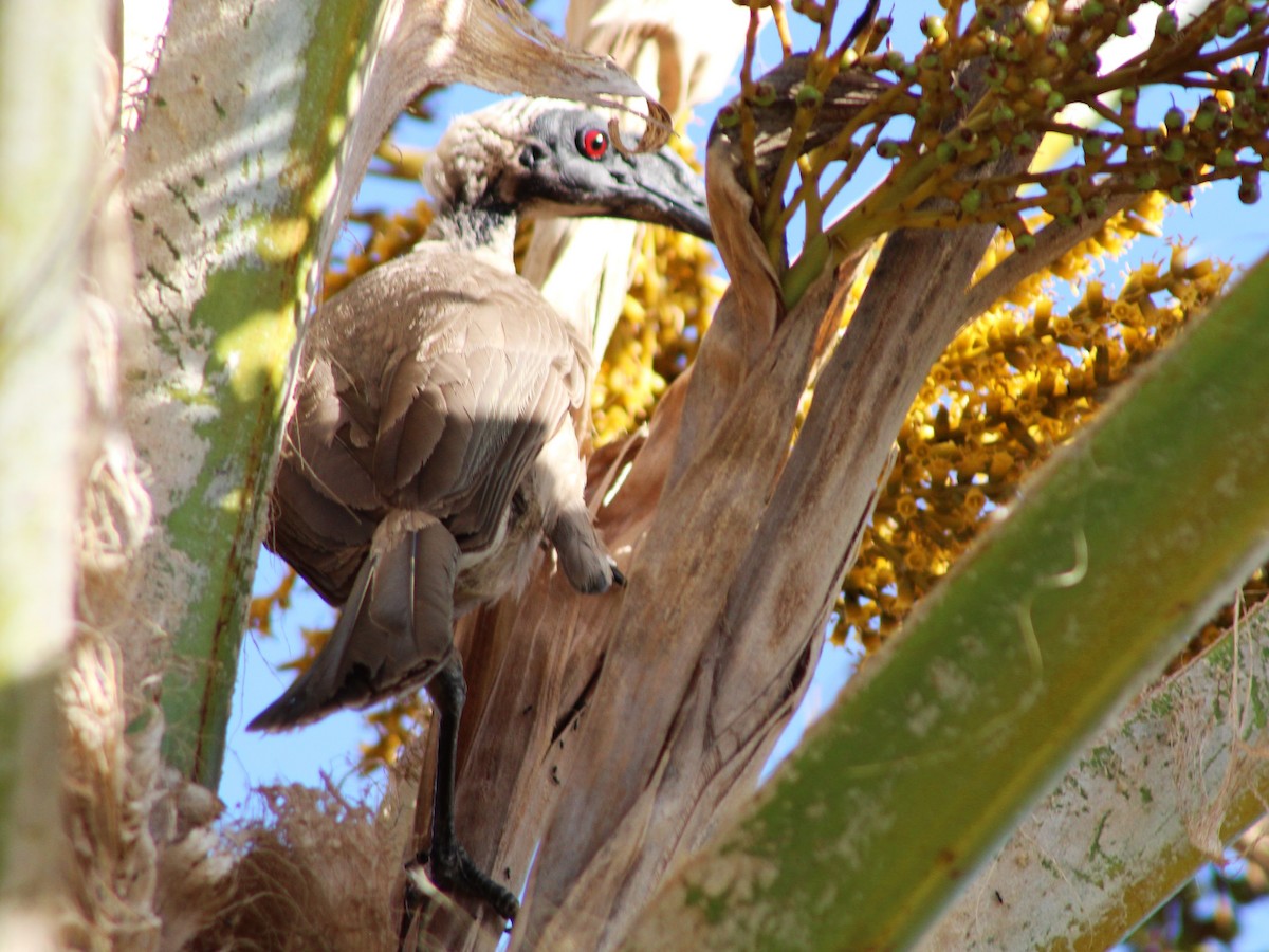 Helmeted Friarbird (Hornbill) - Leonie Beaulieu