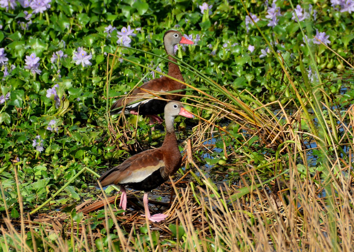 eBird Checklist 14 Oct 2022 The Celery Fields 43 species (+2