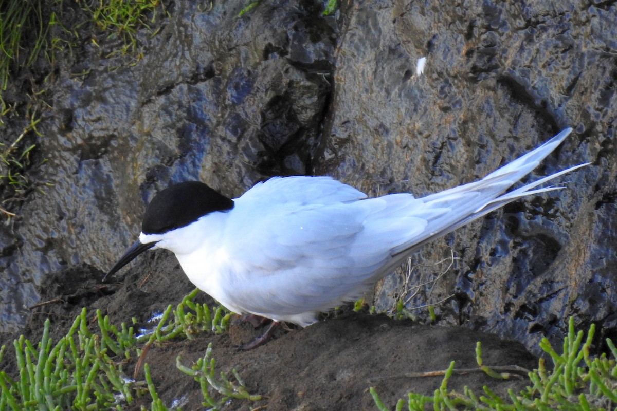 White-fronted Tern - ML493892711