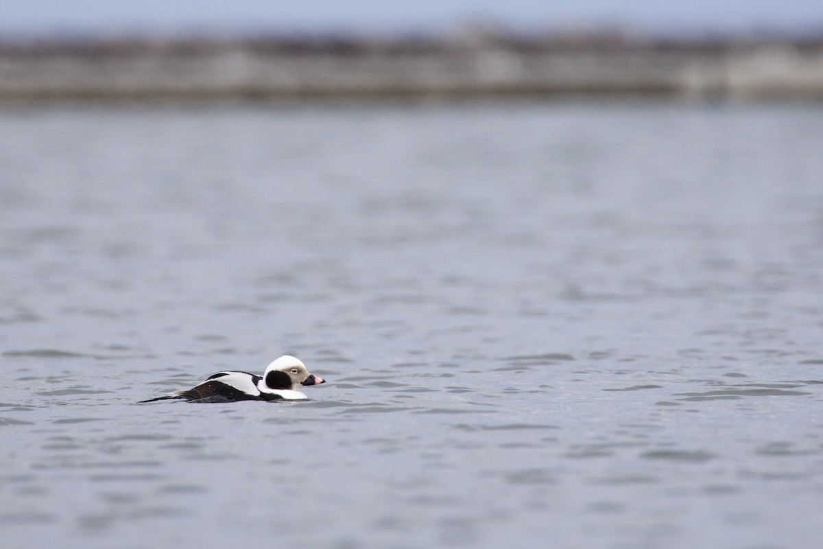 Long-tailed Duck - Gates Dupont