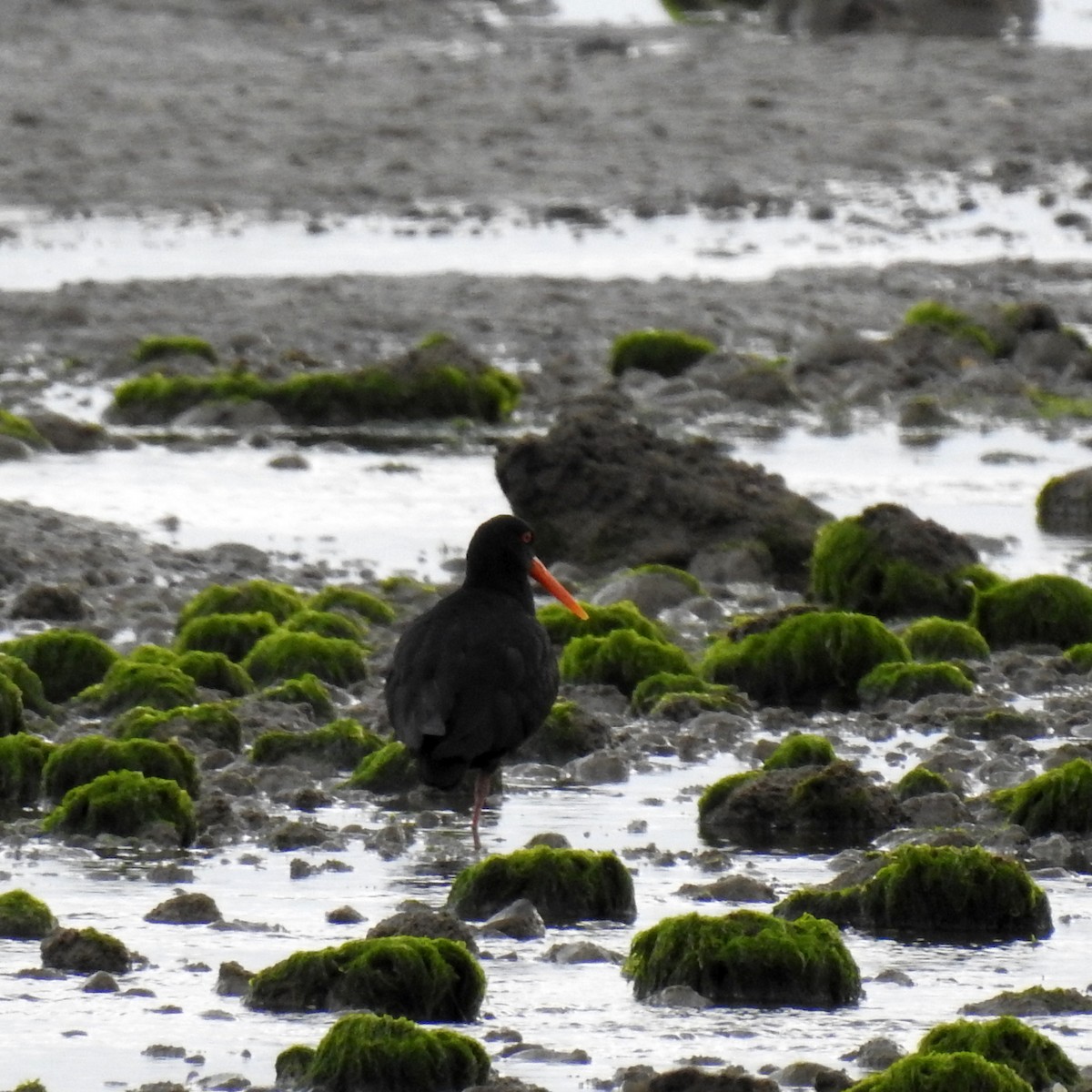 Variable Oystercatcher - Jeff Curnick