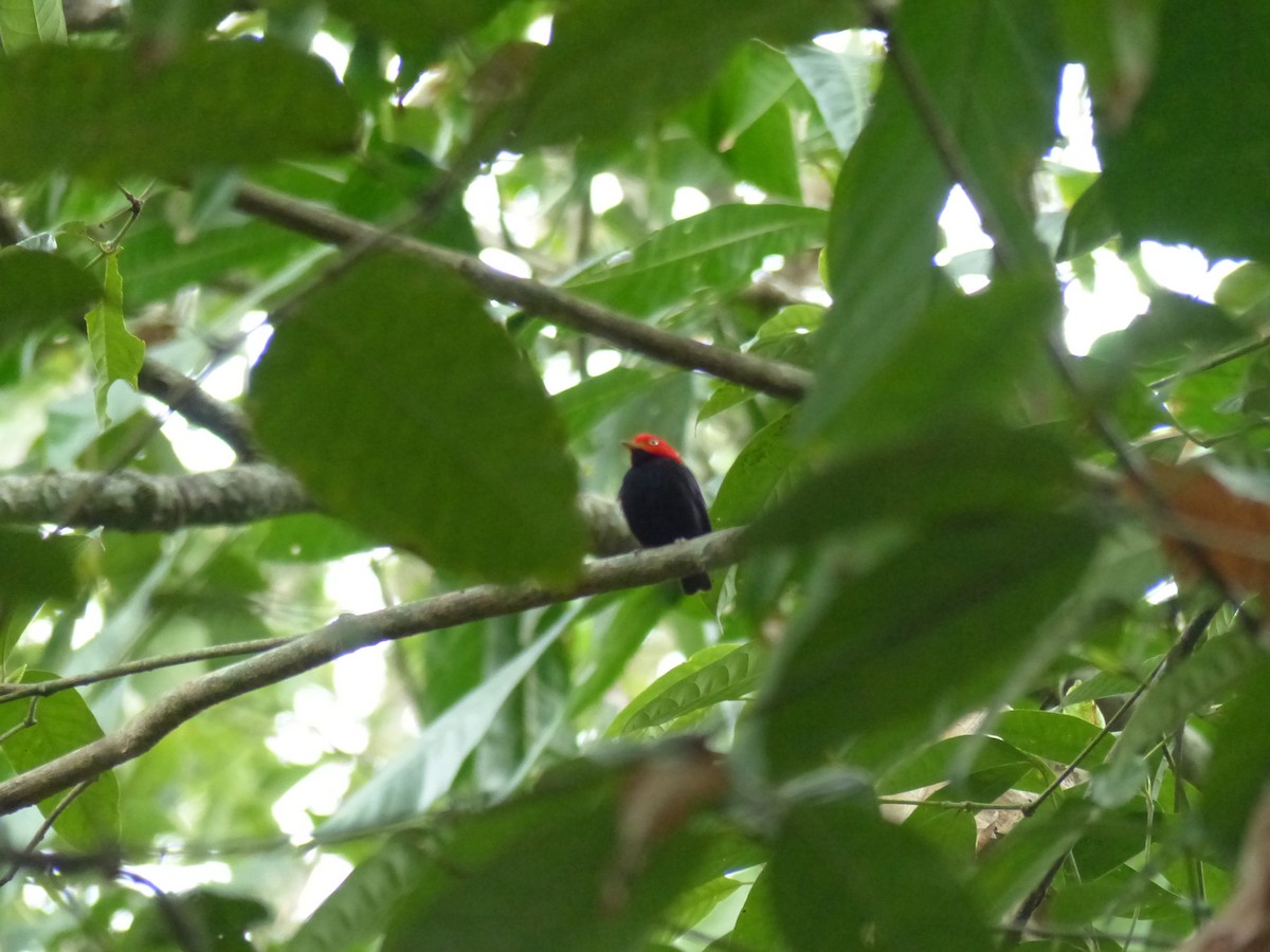 Red-capped Manakin - ML493894371