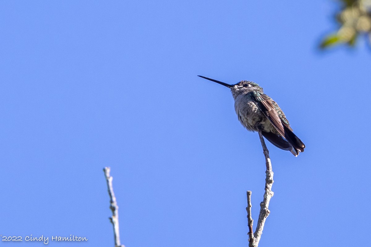 Rivoli's Hummingbird - ML493896151