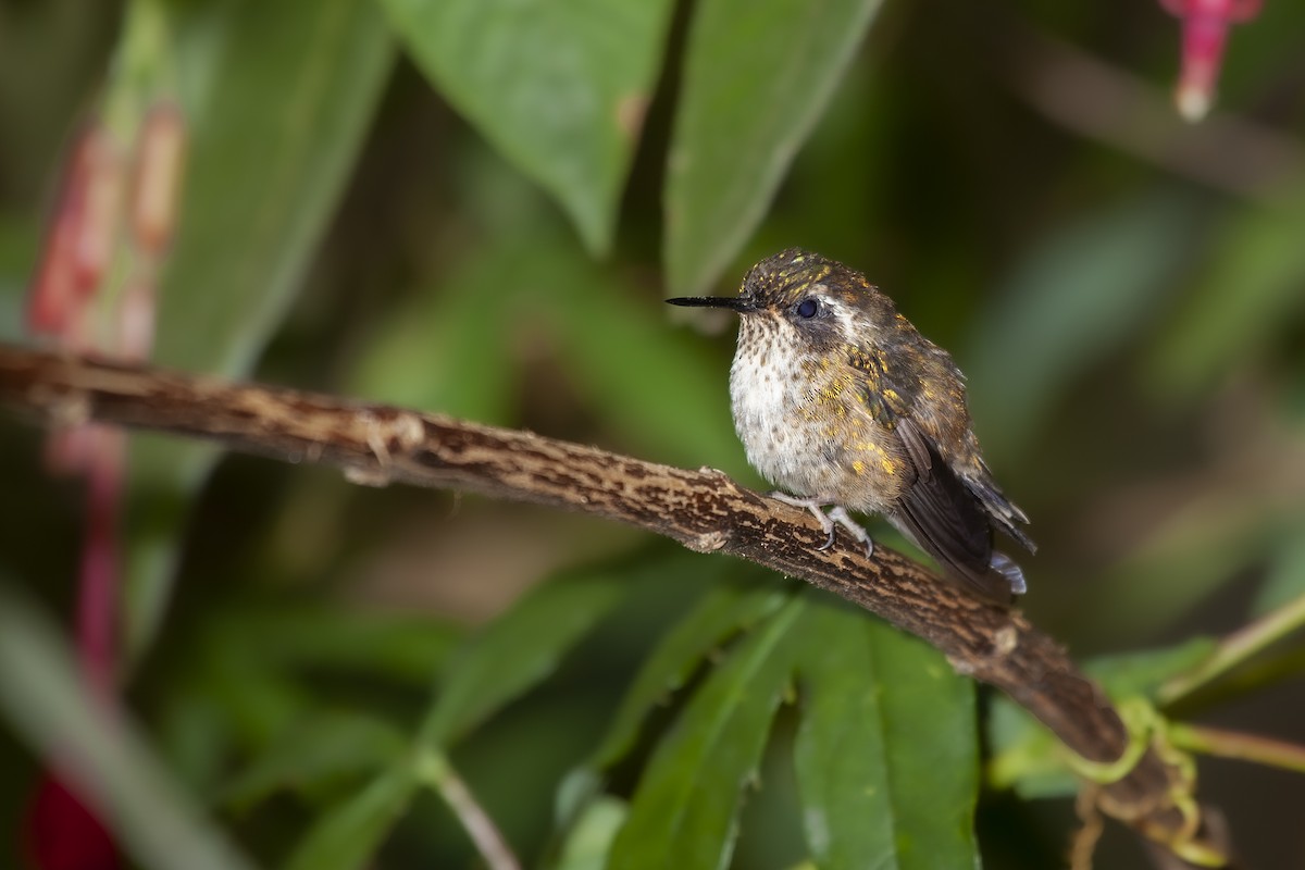 Speckled Hummingbird - ML493897961