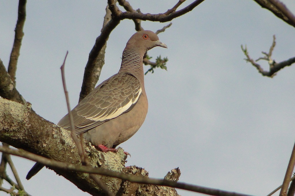 Picazuro Pigeon - ML49389821
