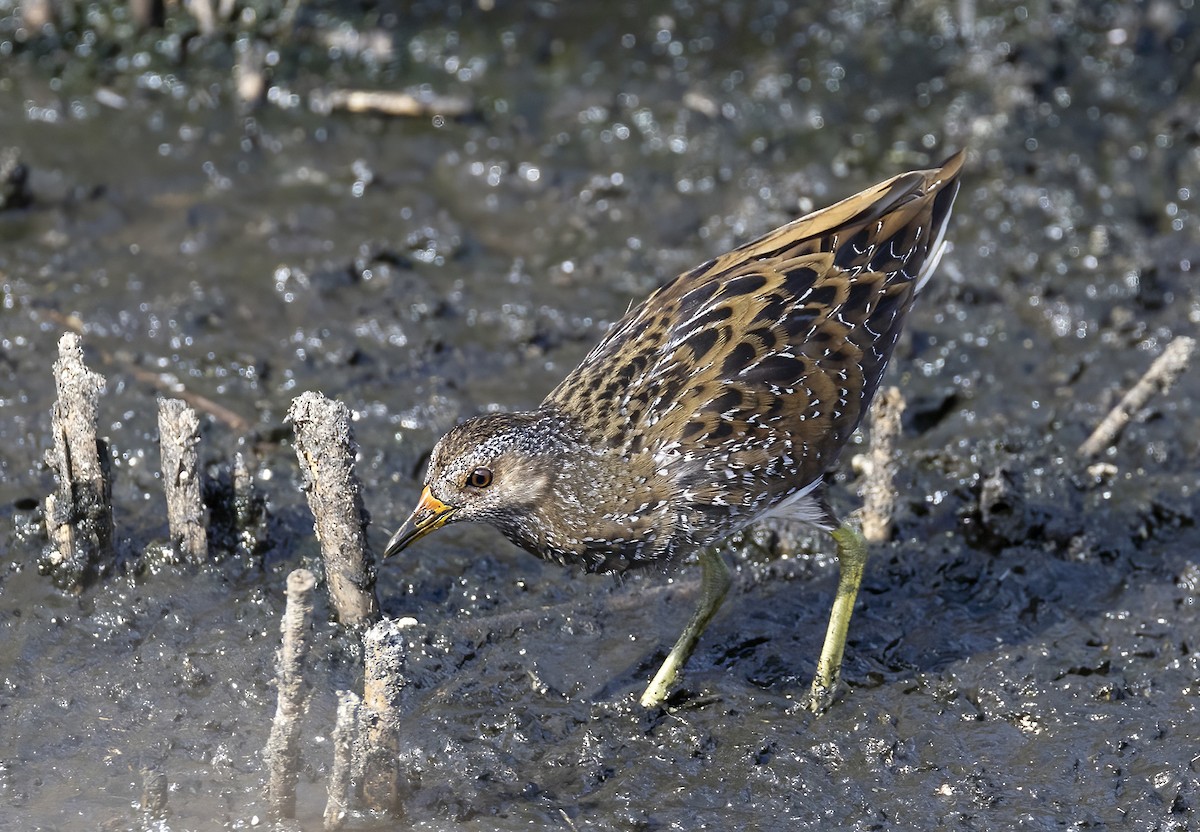 Spotted Crake - ML493904751
