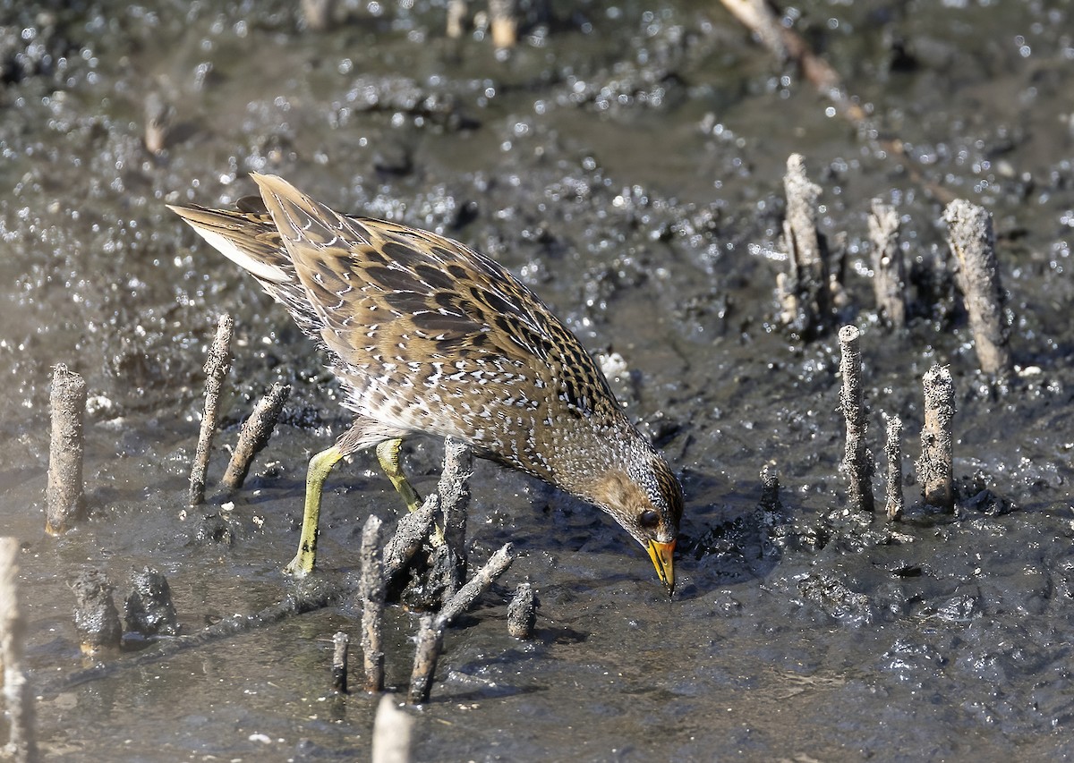 Spotted Crake - ML493904761