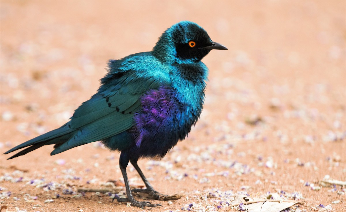 Greater Blue-eared Starling - ML493908751