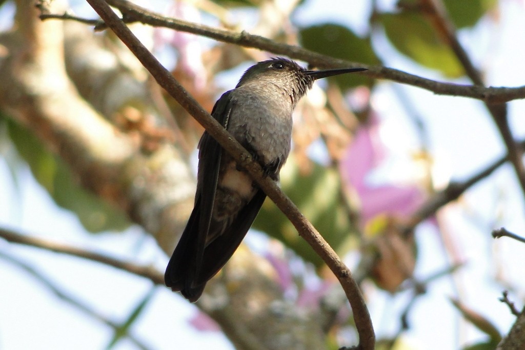 Sombre Hummingbird - Carlos Otávio Gussoni