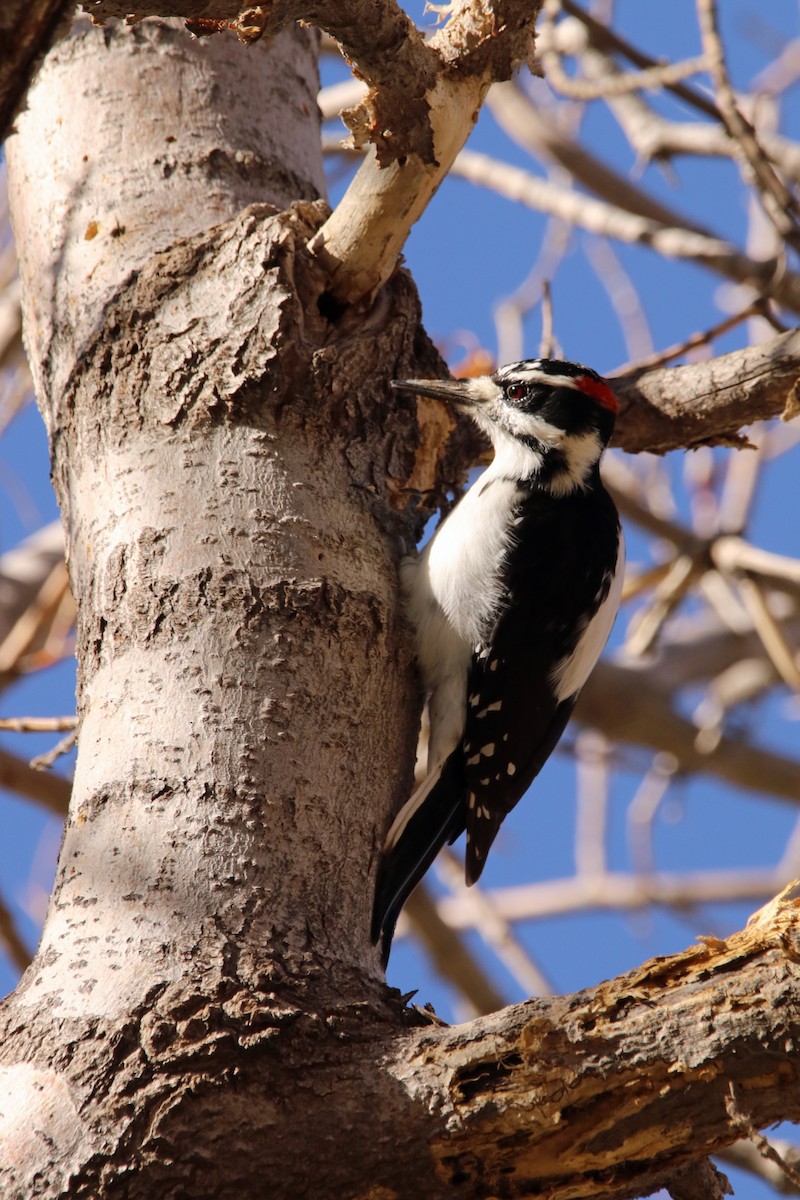 Hairy Woodpecker - Carsten Sekula