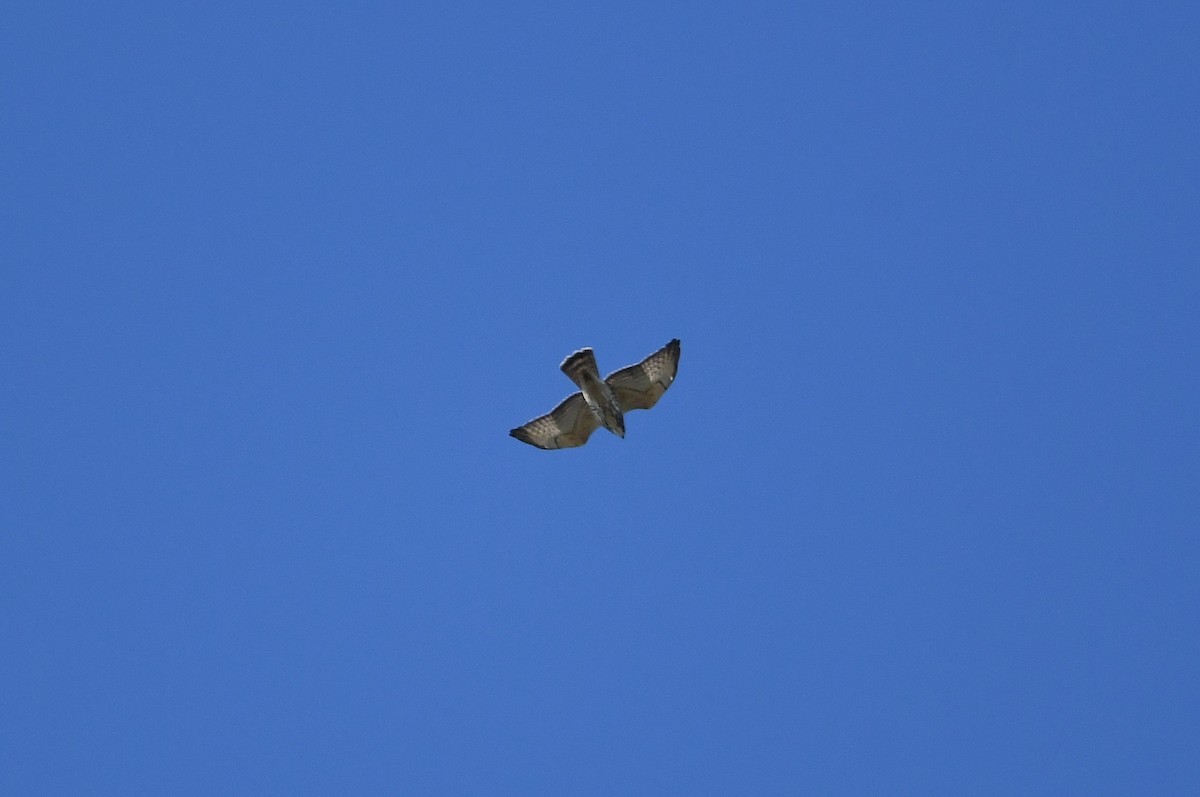 Broad-winged Hawk - ML493917791