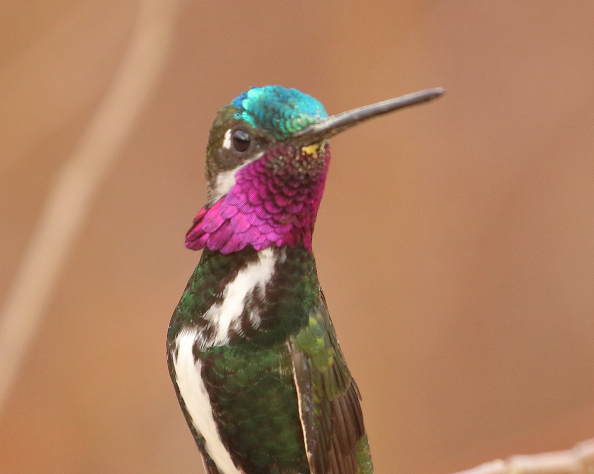 kolibřík fialovolímcový - ML493919291