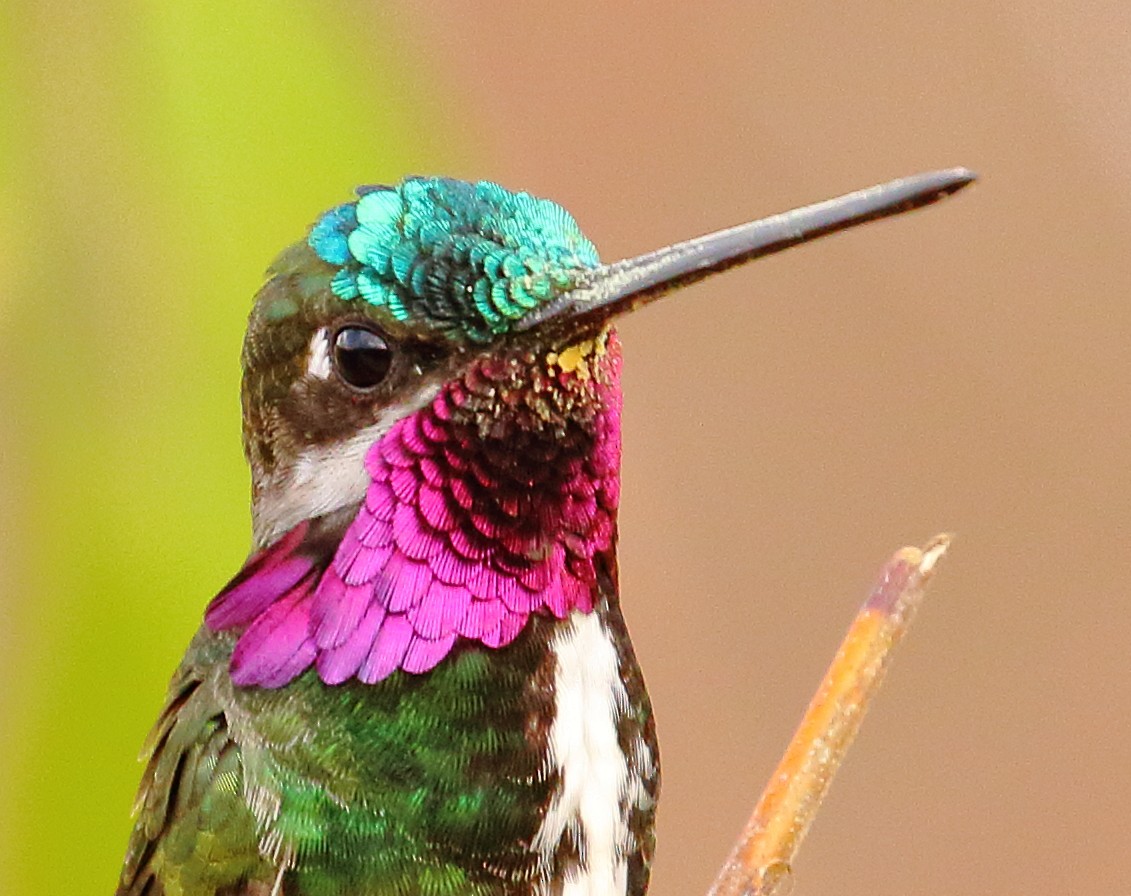 kolibřík fialovolímcový - ML493919301