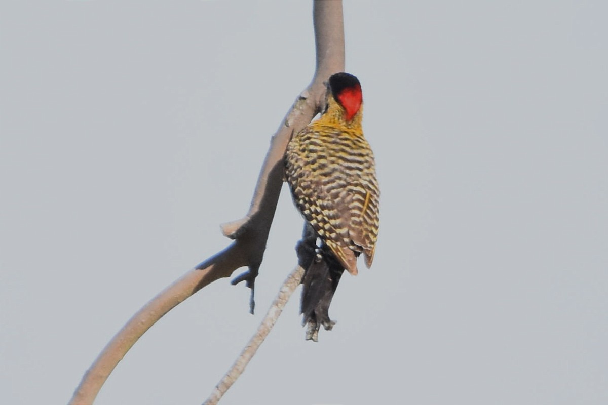 Green-barred Woodpecker - ML493924051