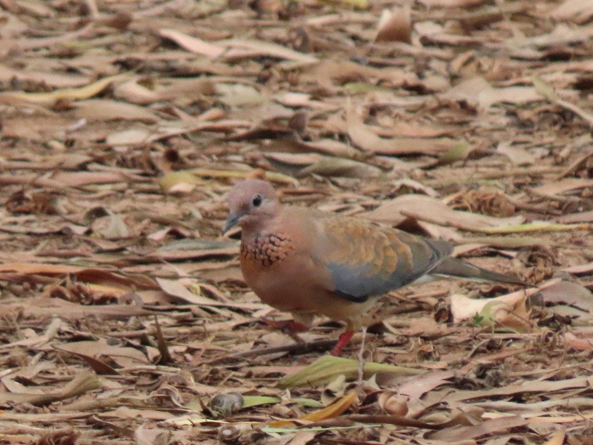 Laughing Dove - ML493926061