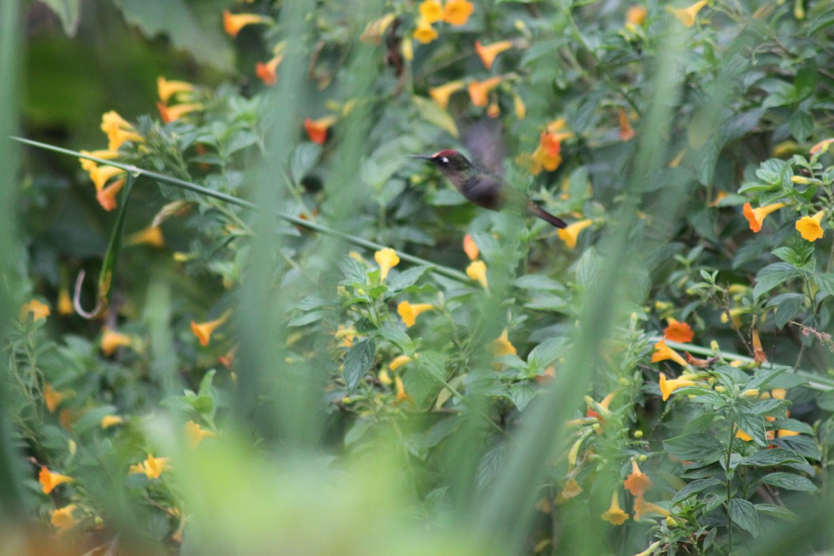 kolibřík hnědotemenný - ML49392721