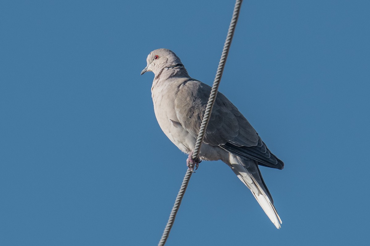 Eurasian Collared-Dove - ML493927841