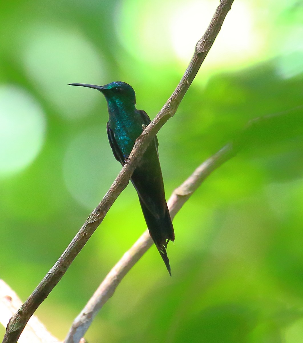 kolibřík pralesní - ML493927981