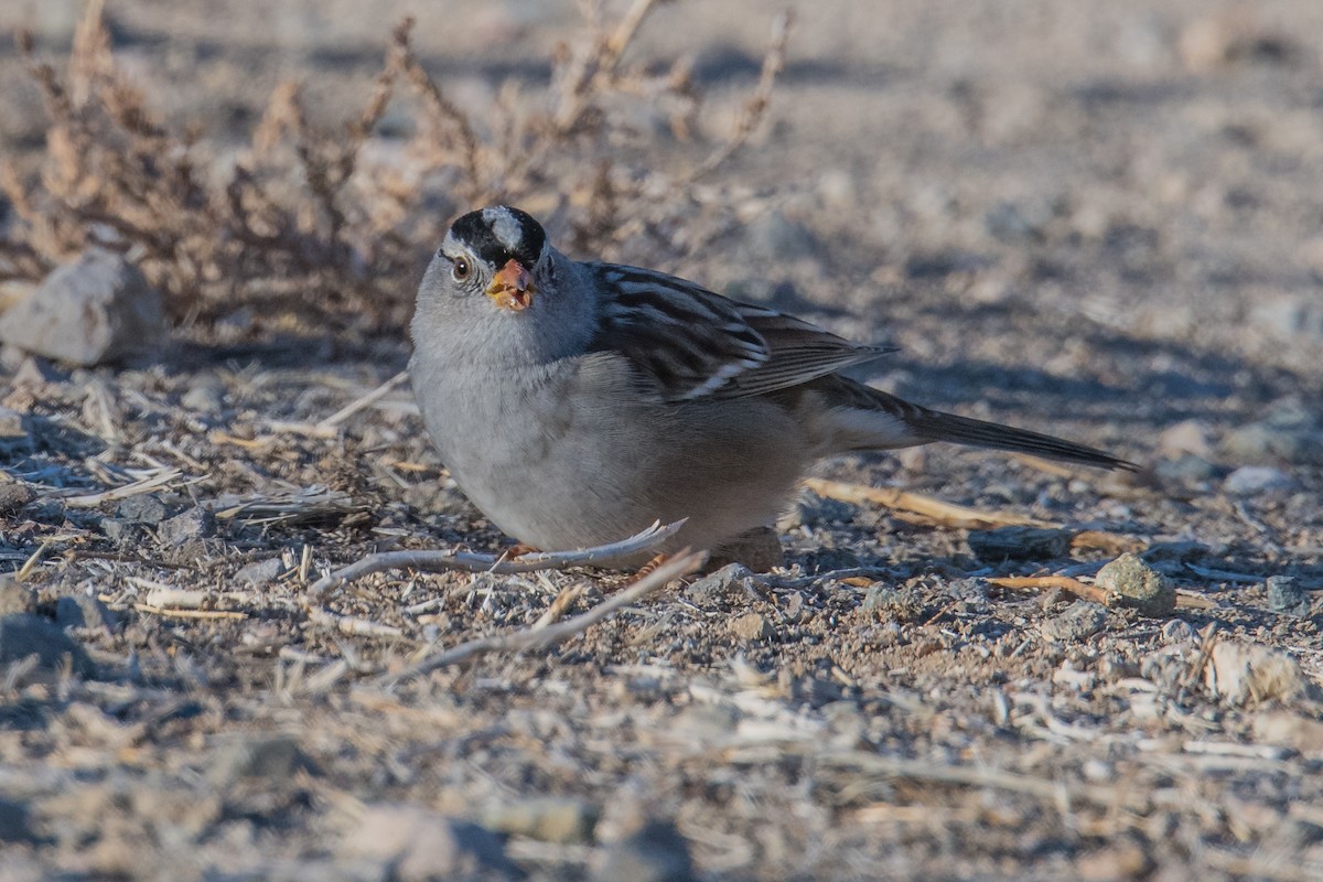 White-crowned Sparrow - Jeff Bleam