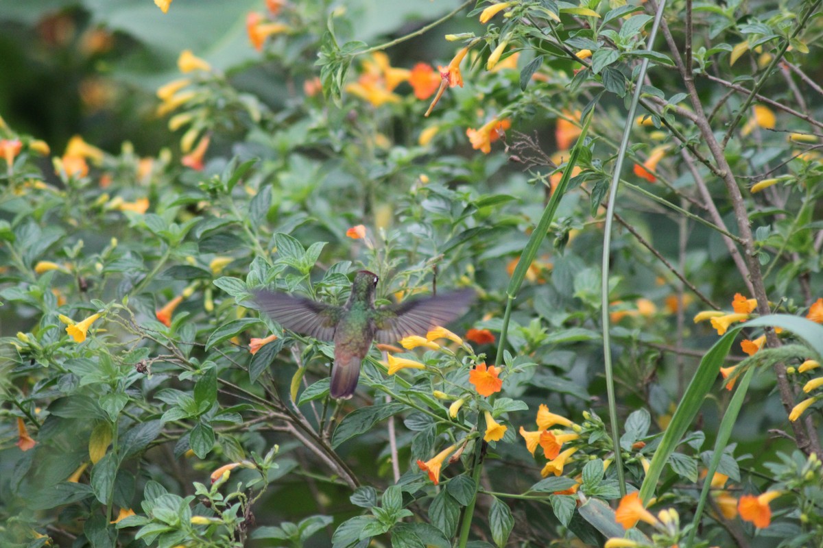 kolibřík hnědotemenný - ML49392901