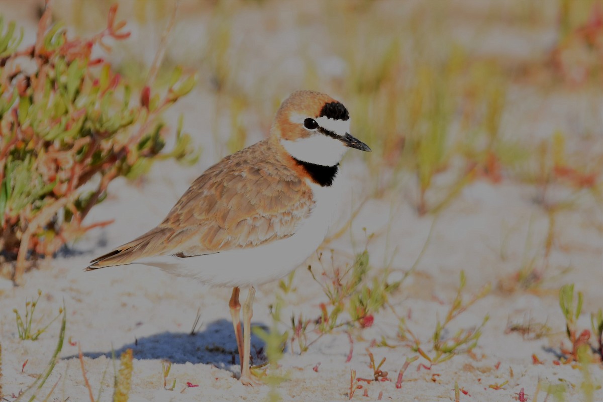 Collared Plover - ML493929231
