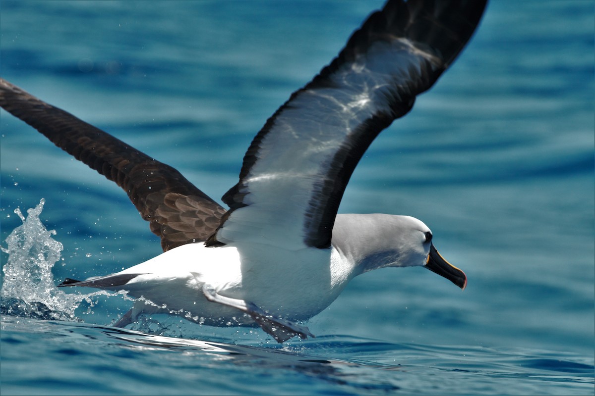 Yellow-nosed Albatross (Atlantic) - ML493929931