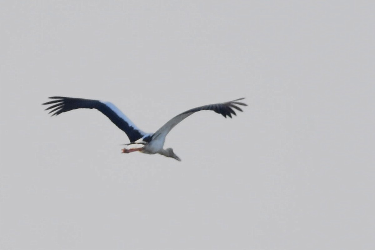 Maguari Stork - Juan Bardier