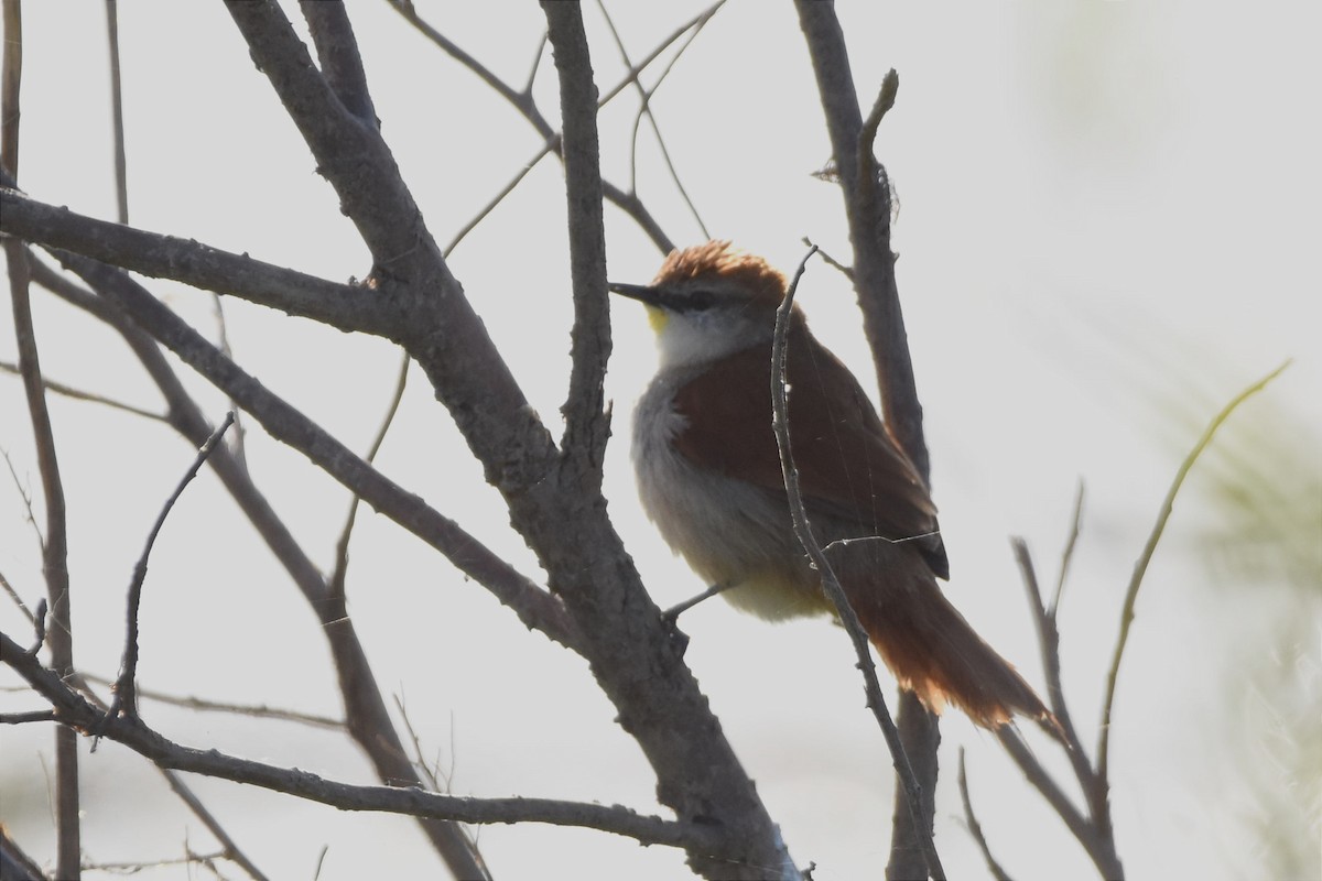 Yellow-chinned Spinetail - ML493931511