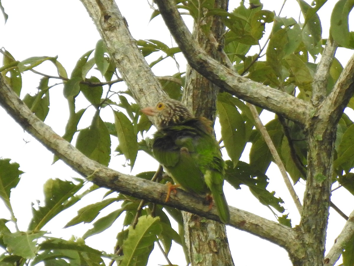 Lineated Barbet - ML493935331