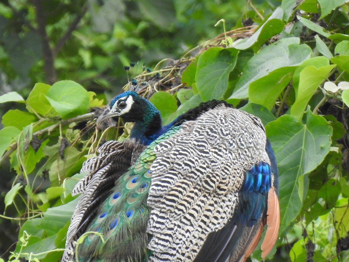 ebird-checklist-5-oct-2022-manas-np-general-area-35-species