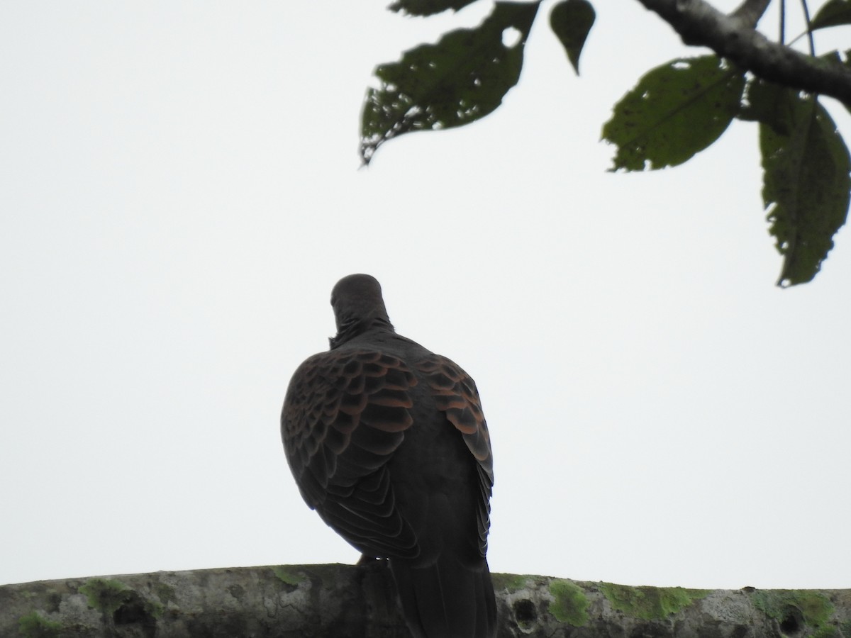 Oriental Turtle-Dove - Suri Babu Gummalla