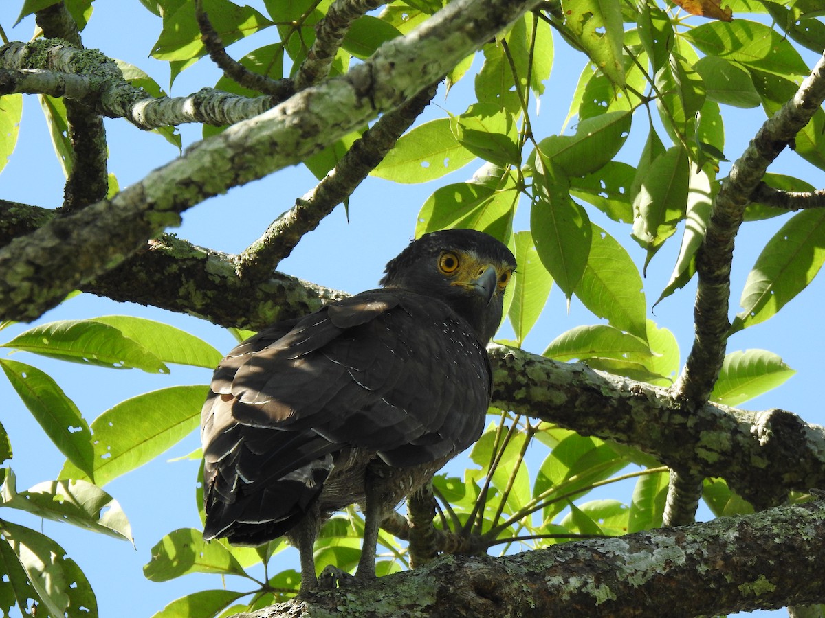 Crested Serpent-Eagle - ML493938541