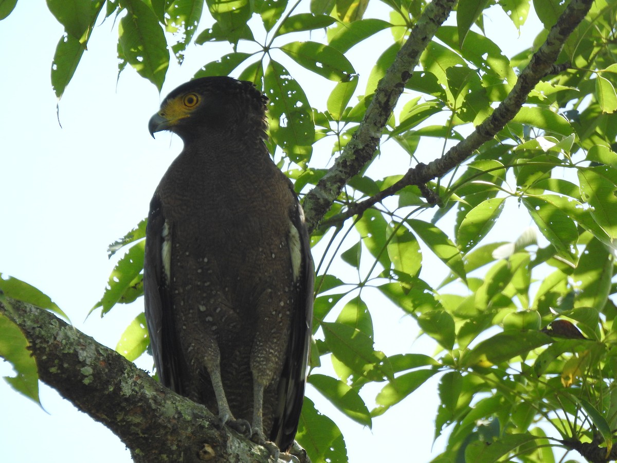 Crested Serpent-Eagle - ML493938551