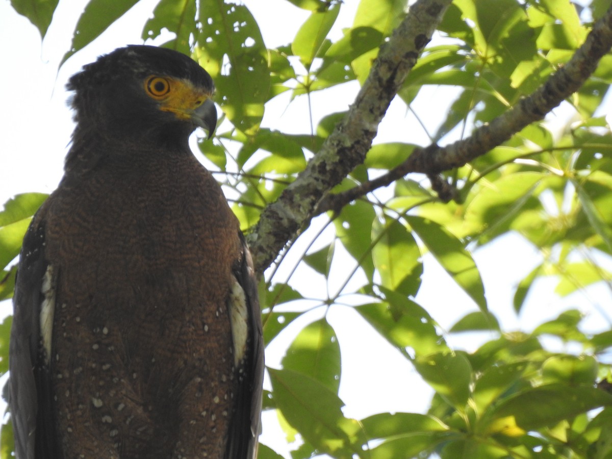 Crested Serpent-Eagle - ML493938561