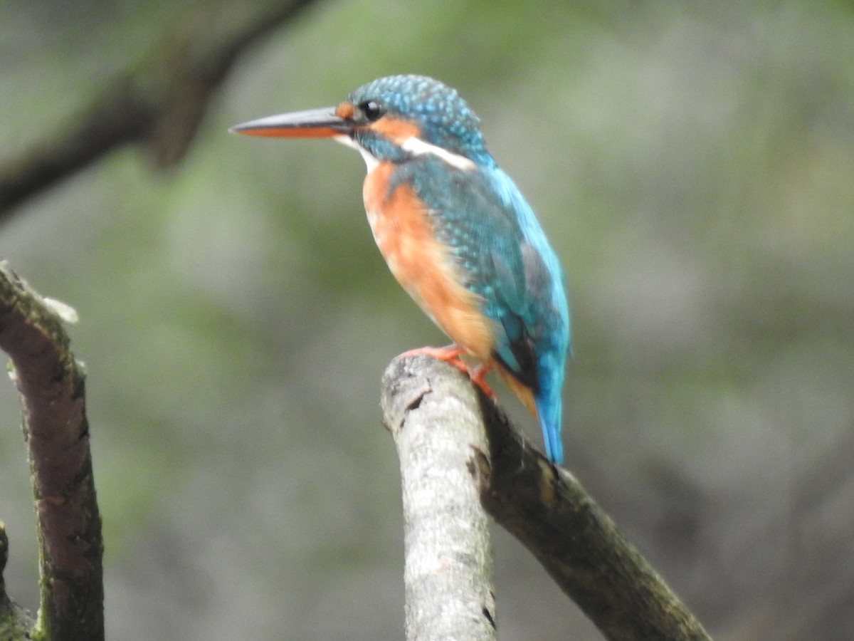 Common Kingfisher - Suri Babu Gummalla