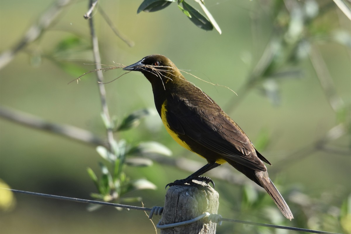 Brown-and-yellow Marshbird - Victor Leber
