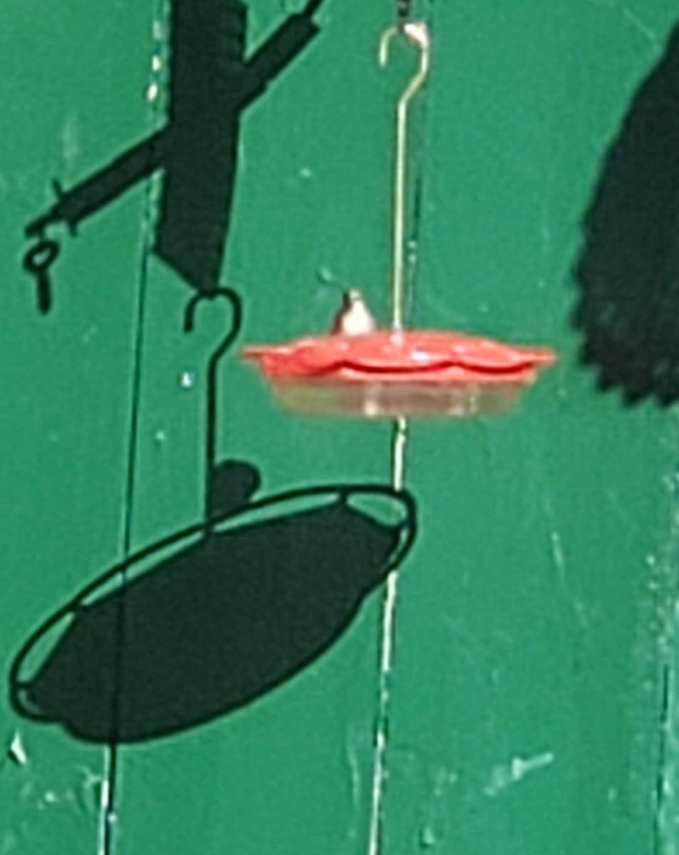 Ruby-throated Hummingbird - ML493945931