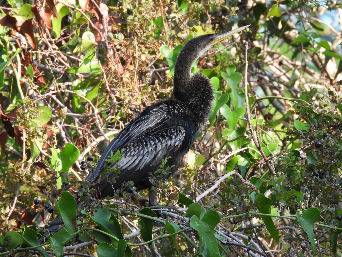 eBird Checklist 15 Oct 2022 Double Hammock Creek 17 species