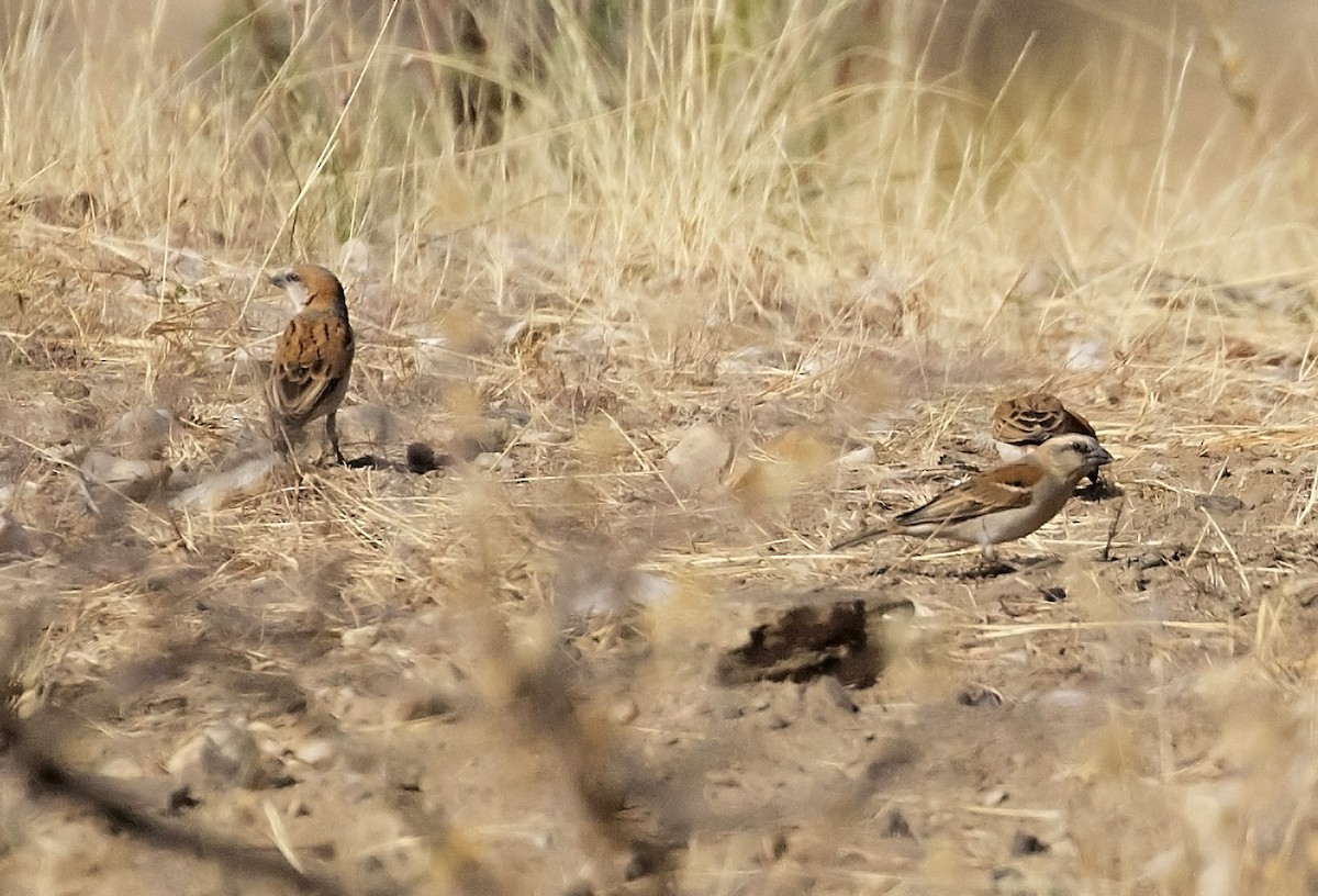 Great Rufous Sparrow - ML493955581